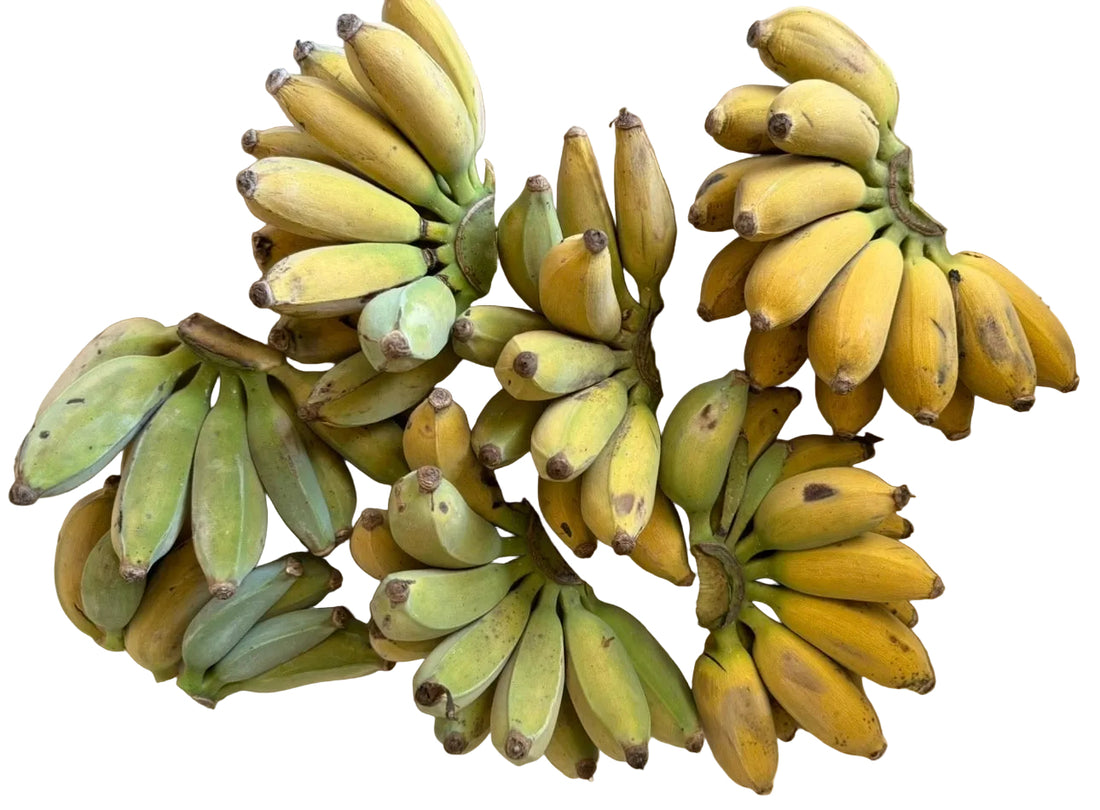 Blue Java (Ice Cream) Banana Bunch