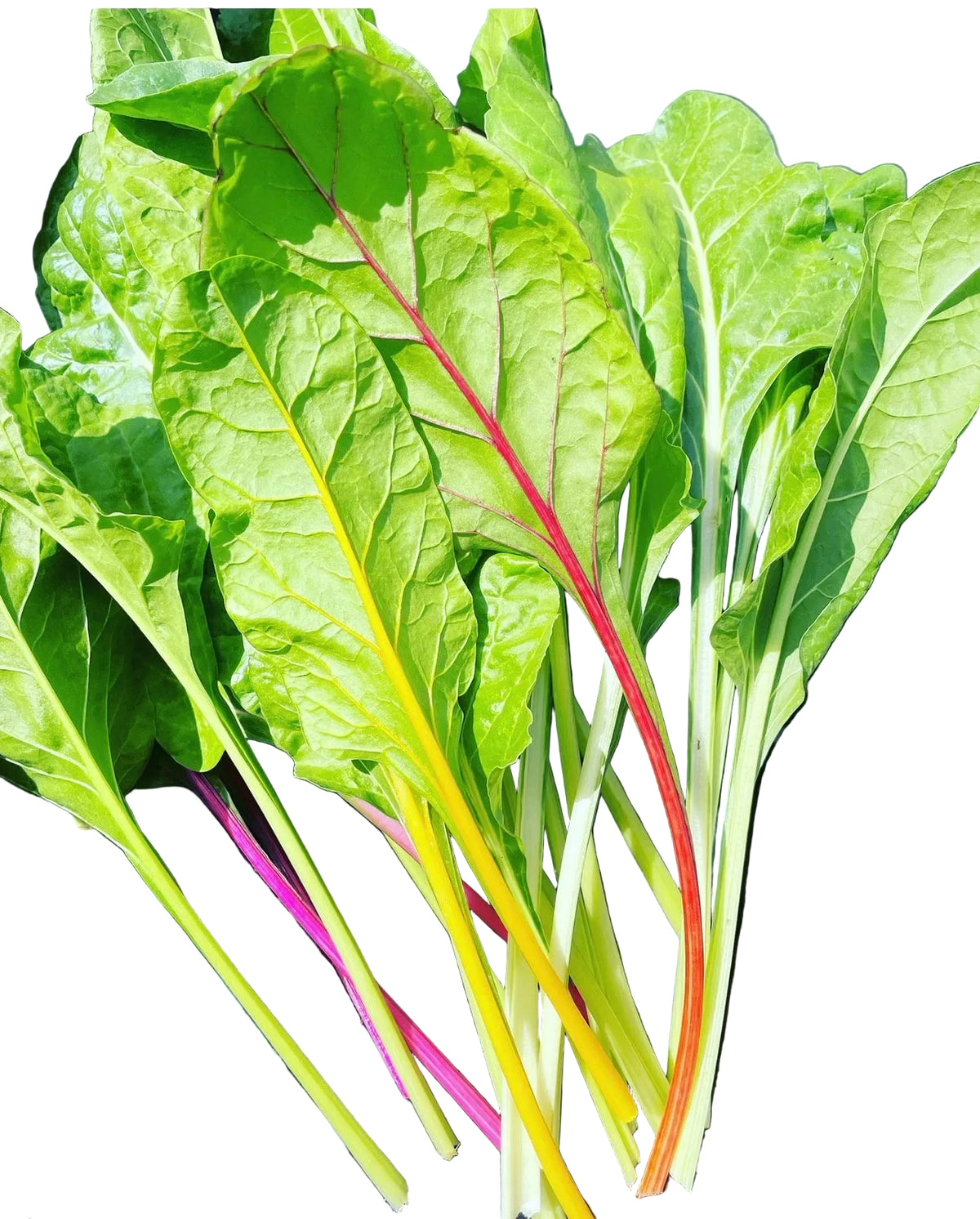 Chard Bunch