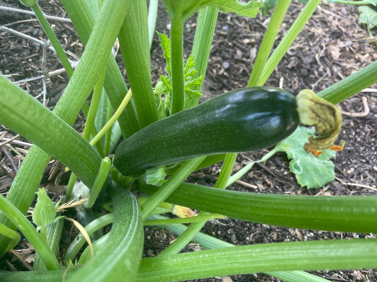 Zucchini