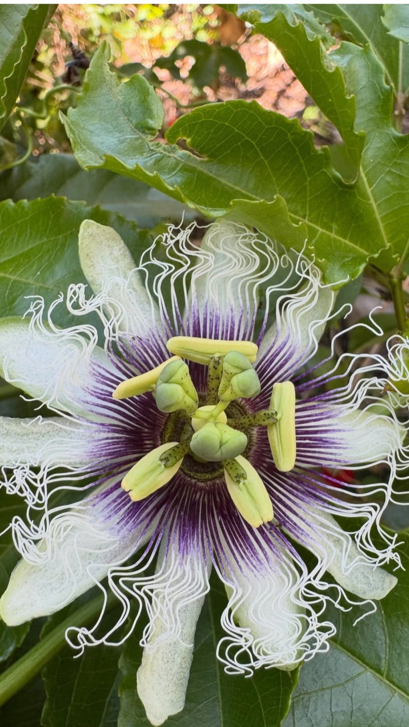 Purple Passionfruit