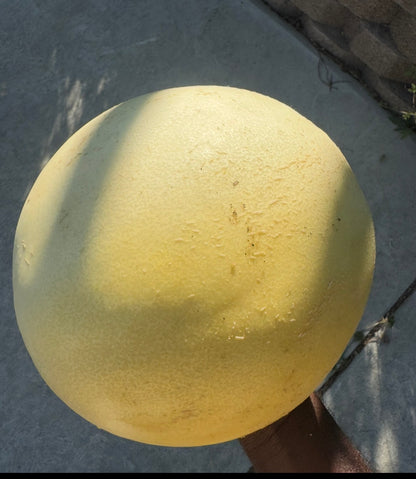 Honeydew Melon