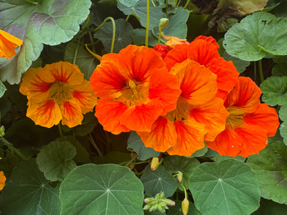 Nasturtium bag