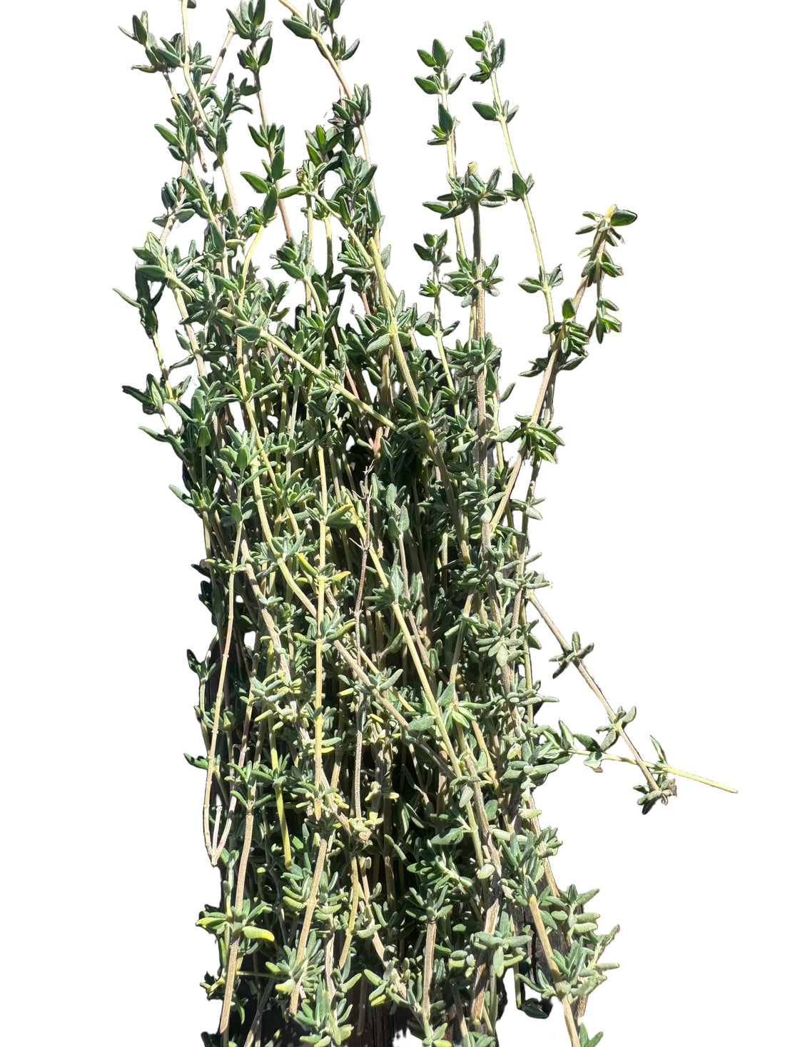 Thyme Bunch