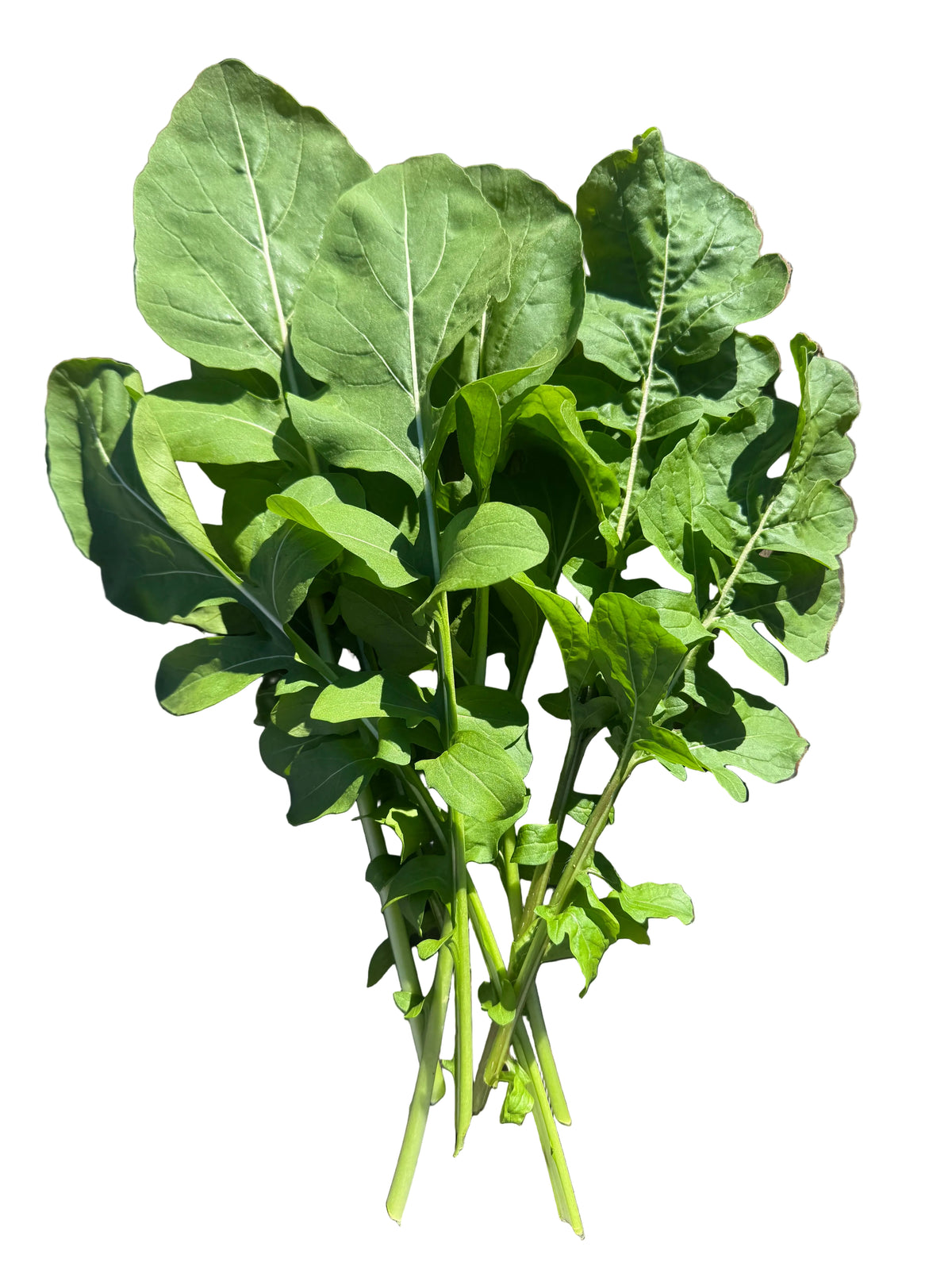 Arugula Bunch