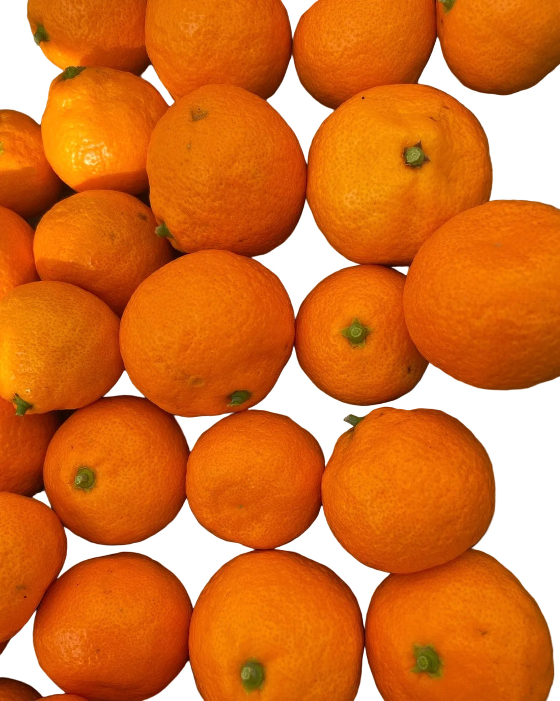Satsuma Mandarin 6 Pack