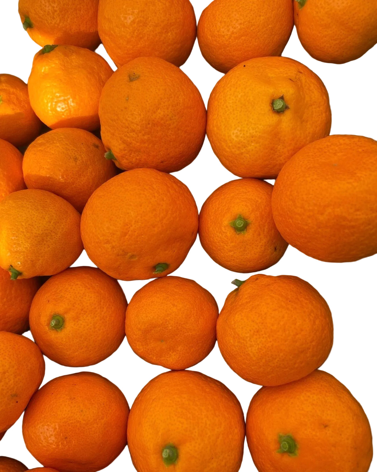Satsuma Mandarin 6 Pack