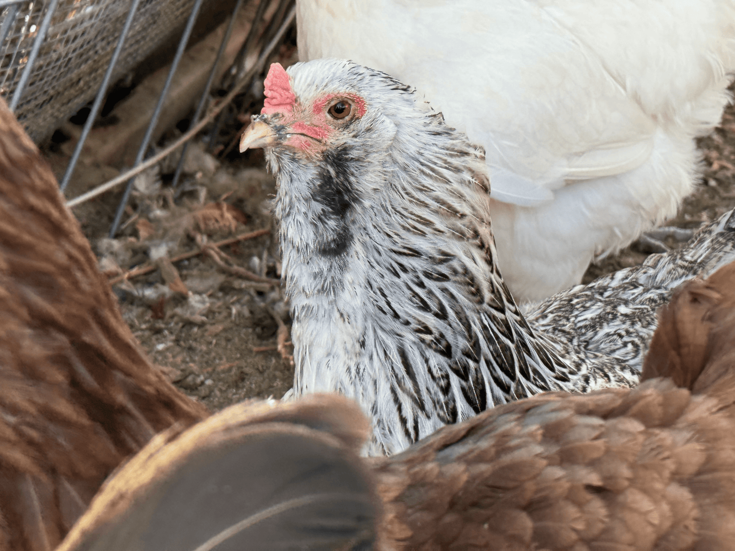 Organic Free-Range Rainbow Eggs