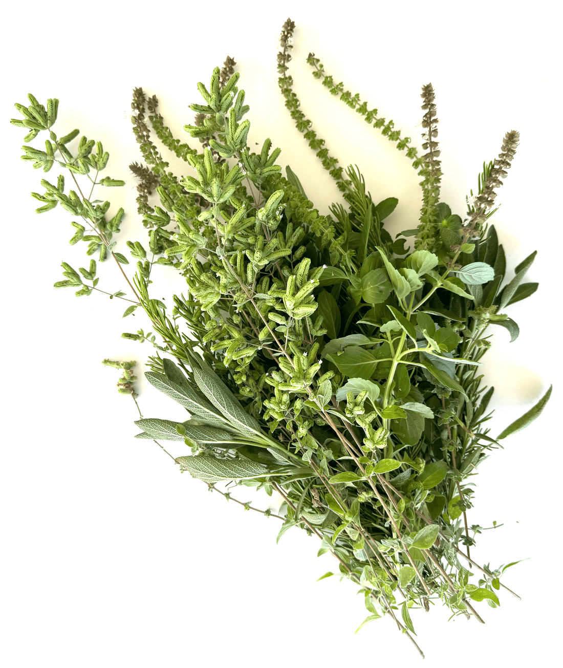 Culinary Herb Bundle