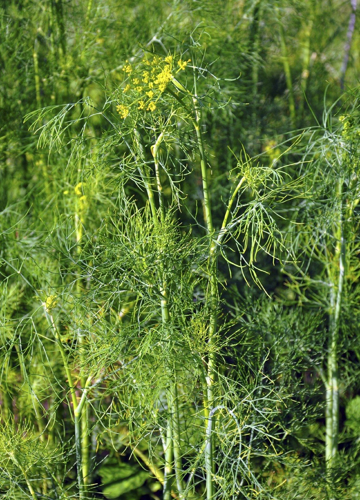 dill seeds on plant Organic Dill Seeds – The Farmer Ken