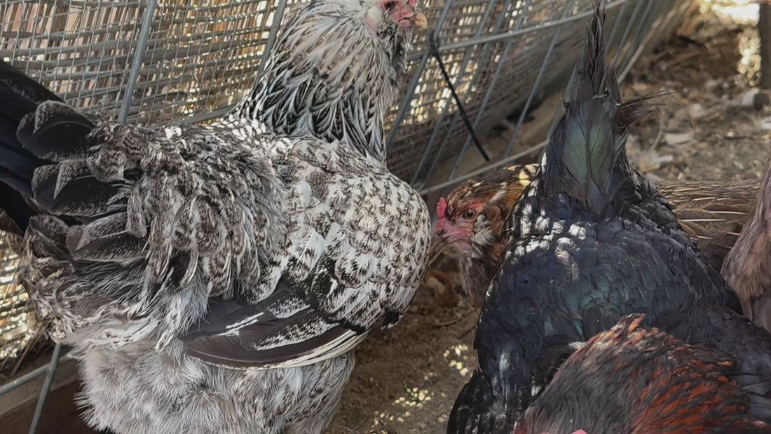 Organic Free-Range Rainbow Eggs